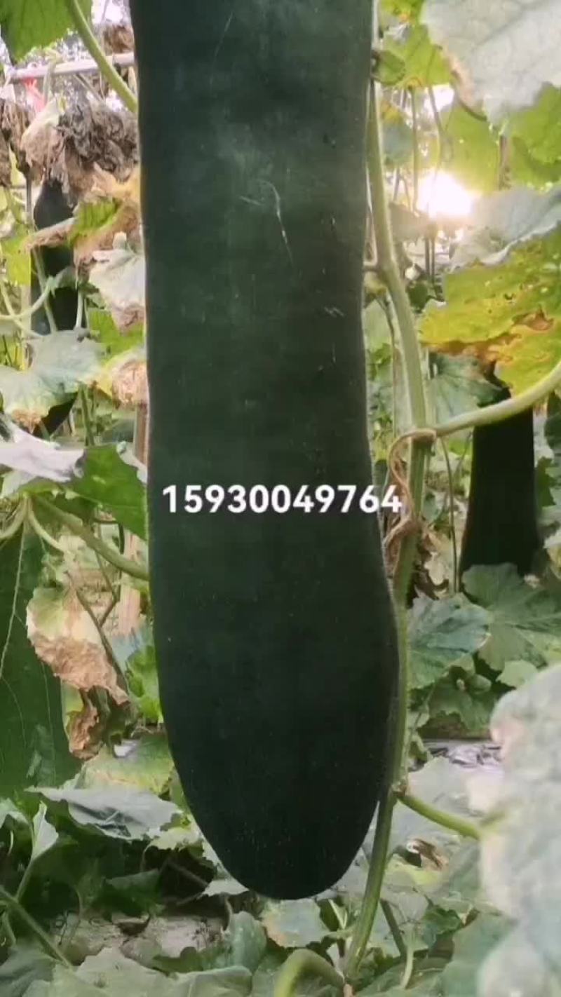 秋吊东瓜大量上市了，有需要的联系我，量大