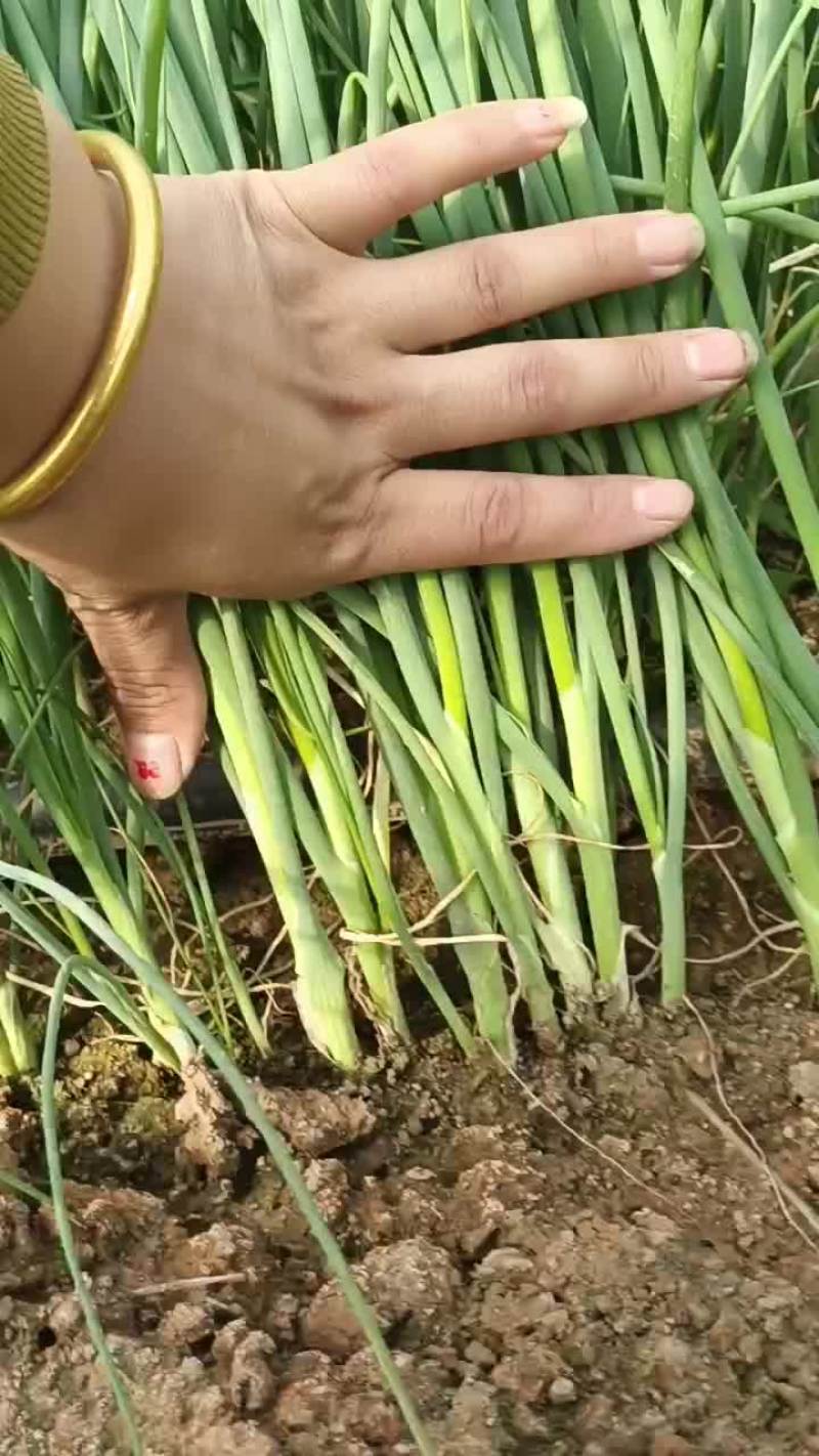 9月28号，继续起葱苗发货，有需要葱苗的老板抓紧联系