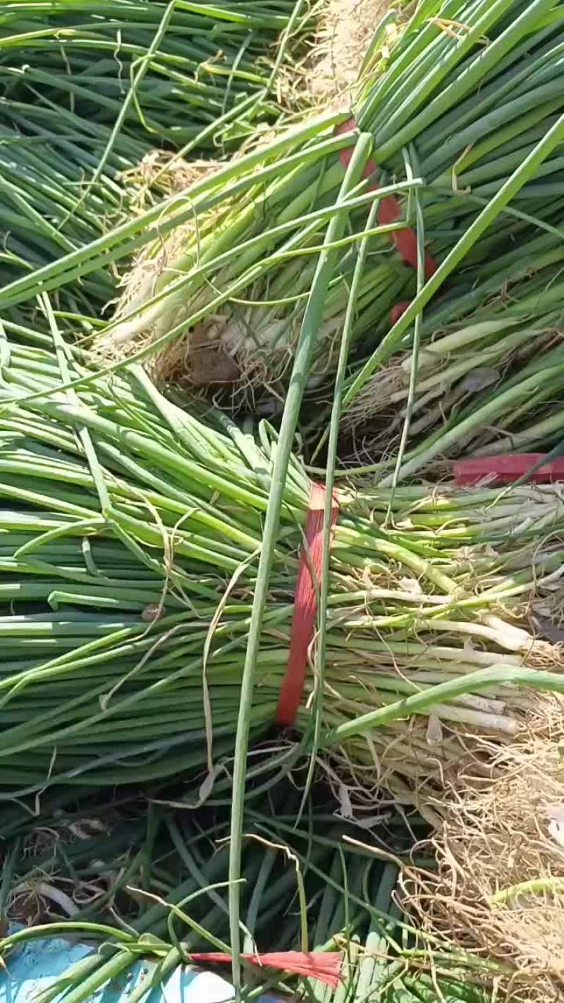 9月28号，继续起葱苗发货，有需要葱苗的老板抓紧联系