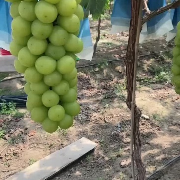 阳光玫瑰