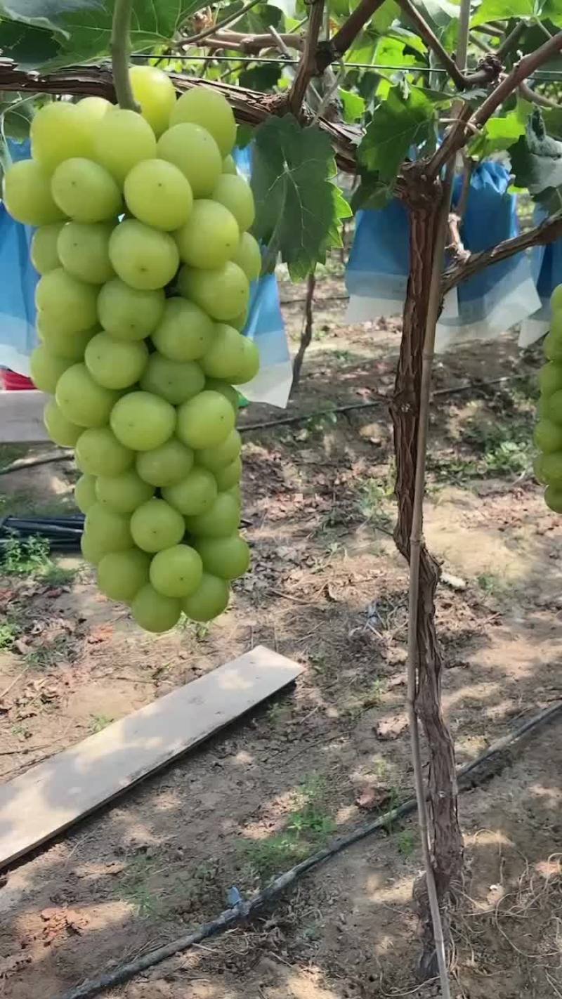 阳光玫瑰