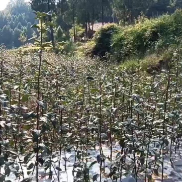 嫁接1脆冠梨子树苗量大价优，提供技术，诚信经营