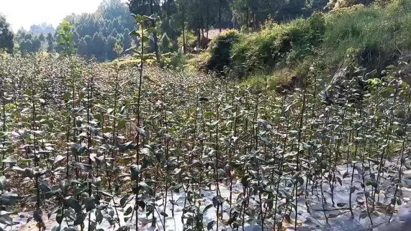 嫁接1脆冠梨子树苗量大价优，提供技术，诚信经营