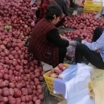 花牛