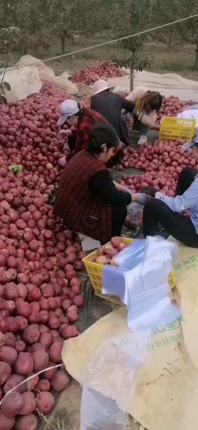 花牛