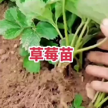 脱毒草莓苗，品种齐全，红颜隋珠章姬甜宝妙香法兰帝，量大从