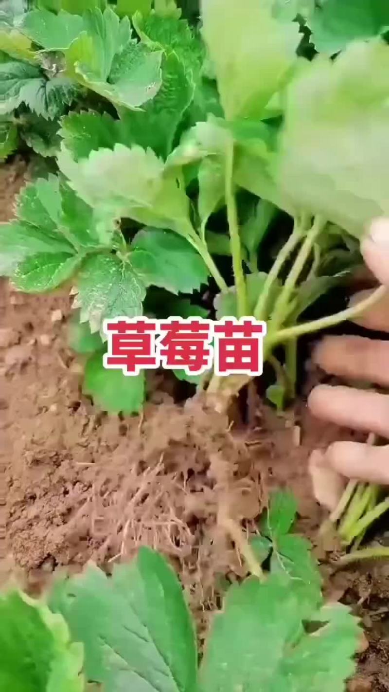 脱毒草莓苗，品种齐全，红颜隋珠章姬甜宝妙香法兰帝，量大从