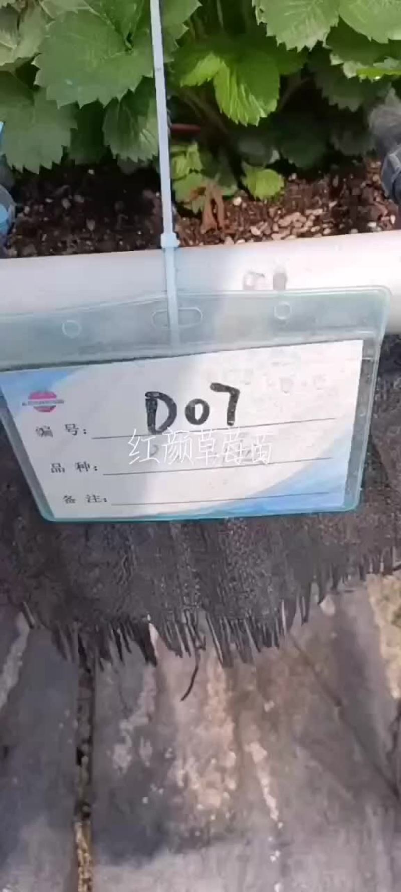 脱毒草莓苗，品种齐全，红颜隋珠章姬甜宝妙香法兰帝，量大从