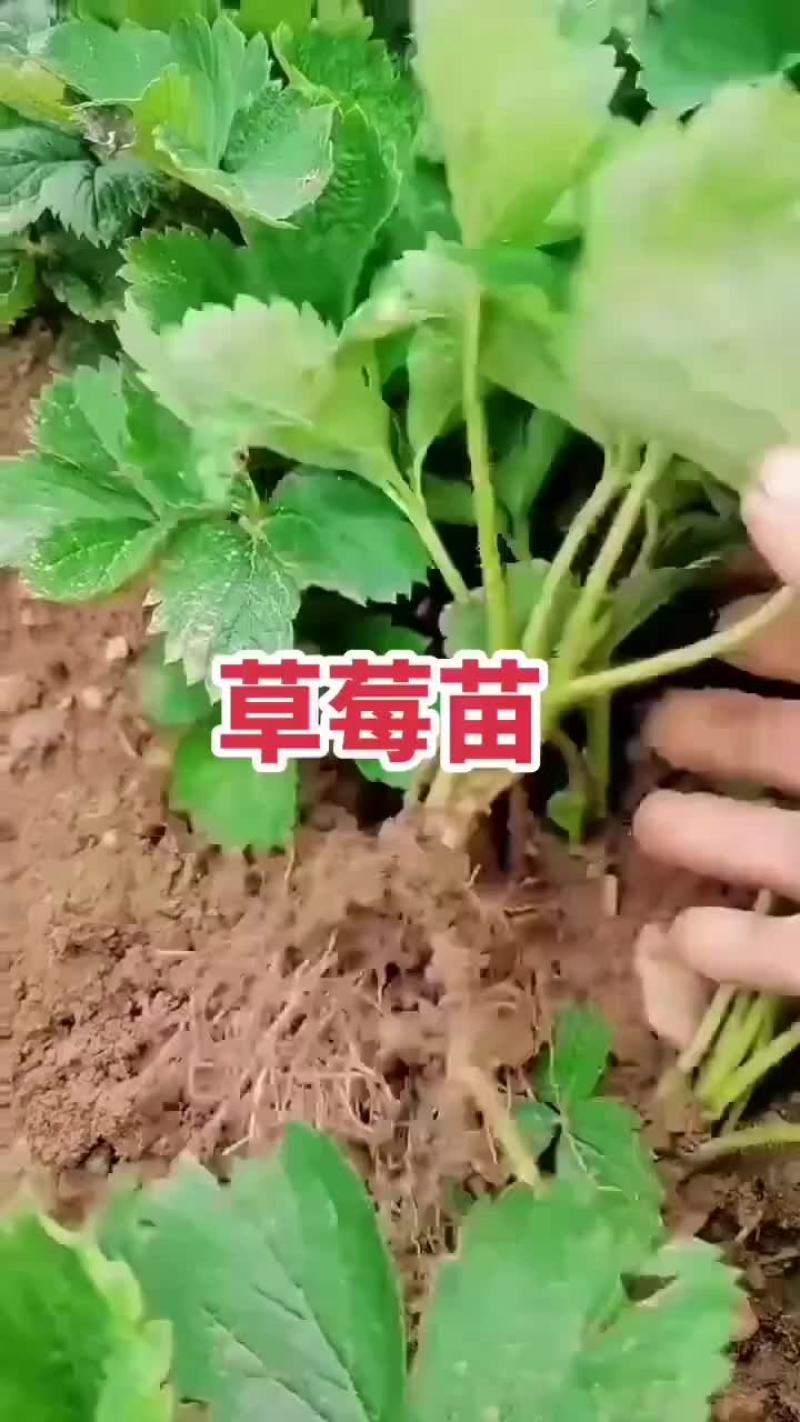 脱毒草莓苗，品种齐全，红颜隋珠章姬甜宝妙香法兰帝，量大从
