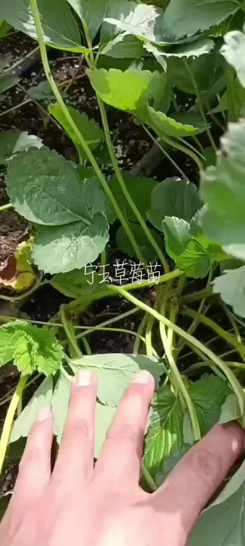 脱毒草莓苗，品种齐全，红颜隋珠章姬甜宝妙香法兰帝，量大从