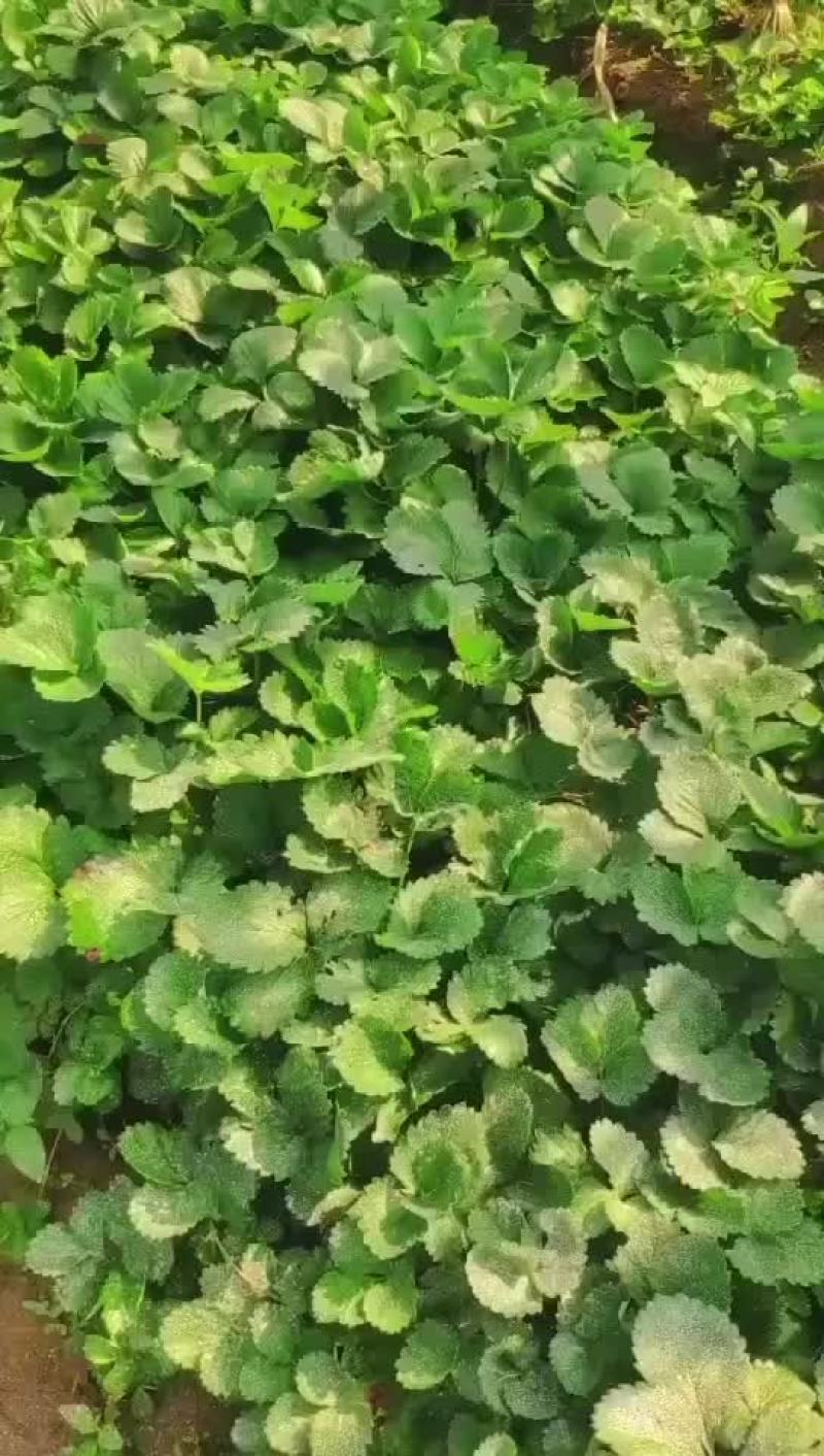 脱毒草莓苗，品种齐全，红颜隋珠章姬甜宝妙香法兰帝，量大从