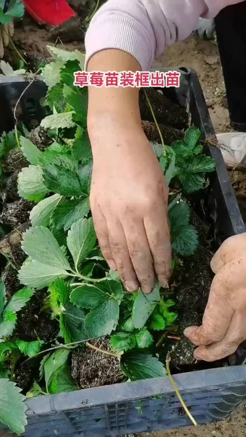 脱毒草莓苗，品种齐全，红颜隋珠章姬甜宝妙香法兰帝，量大从