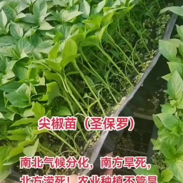 尖椒苗大量批发，量大从优，育苗基地直发