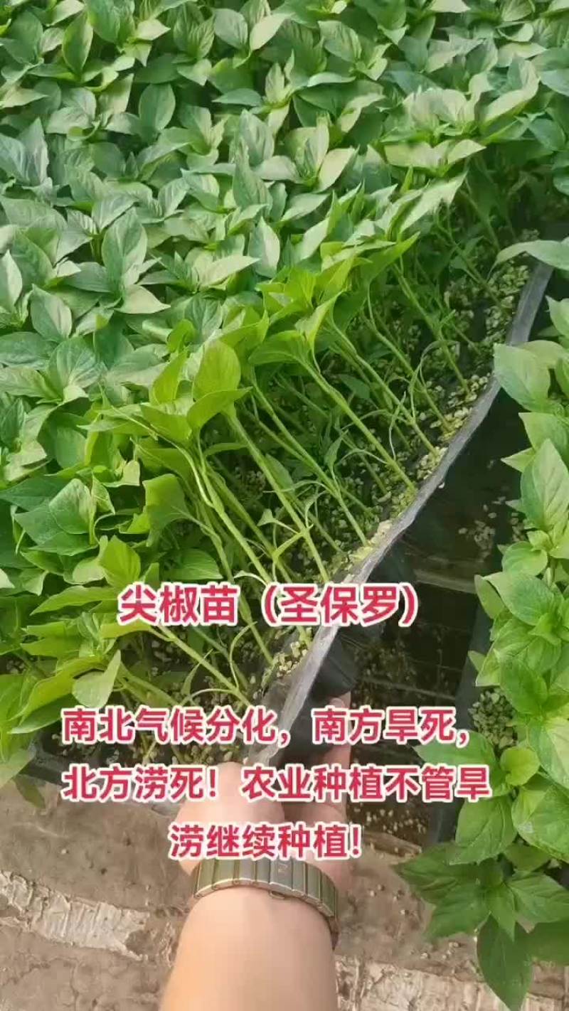 尖椒苗大量批发，量大从优，育苗基地直发