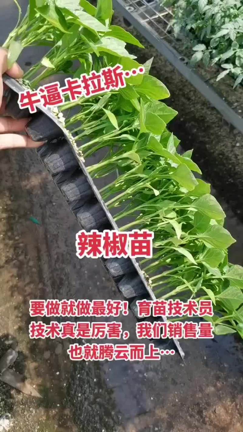 尖椒苗大量批发，量大从优，育苗基地直发