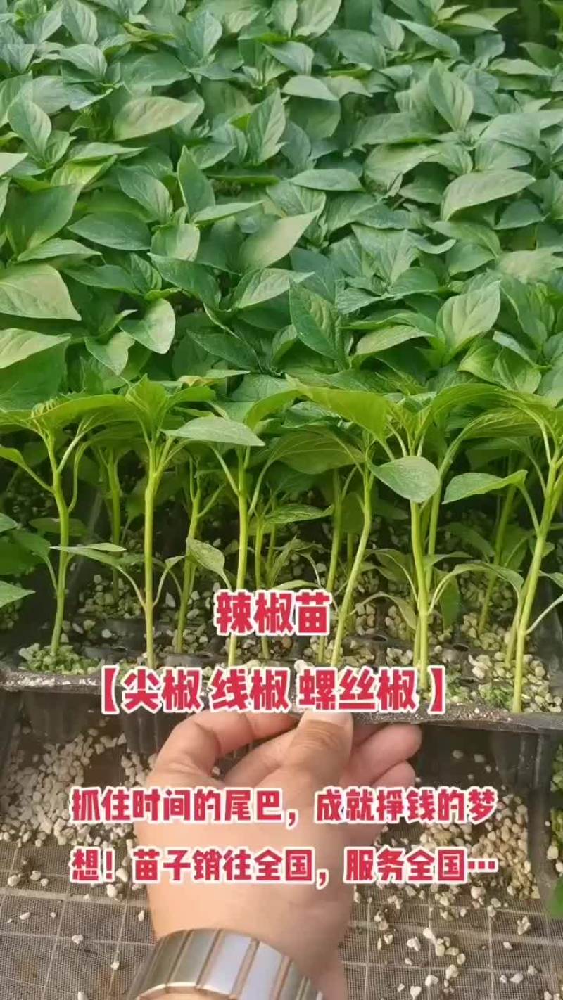 尖椒苗大量批发，量大从优，育苗基地直发