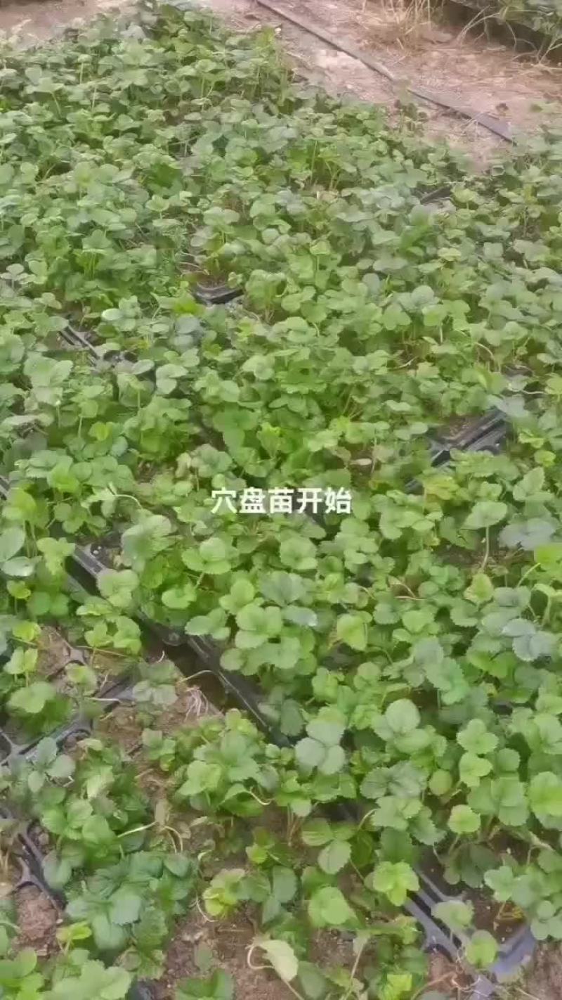 尖椒苗大量批发，量大从优，育苗基地直发