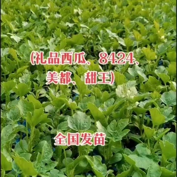 8424西瓜苗，嫁接苗，量大从优，育苗基地直发