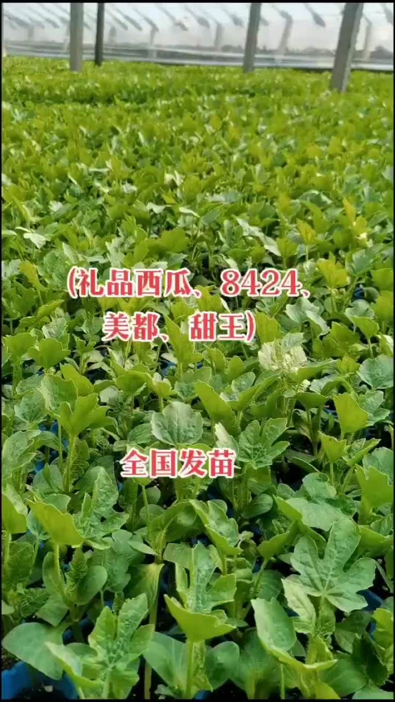 8424西瓜苗，嫁接苗，量大从优，育苗基地直发