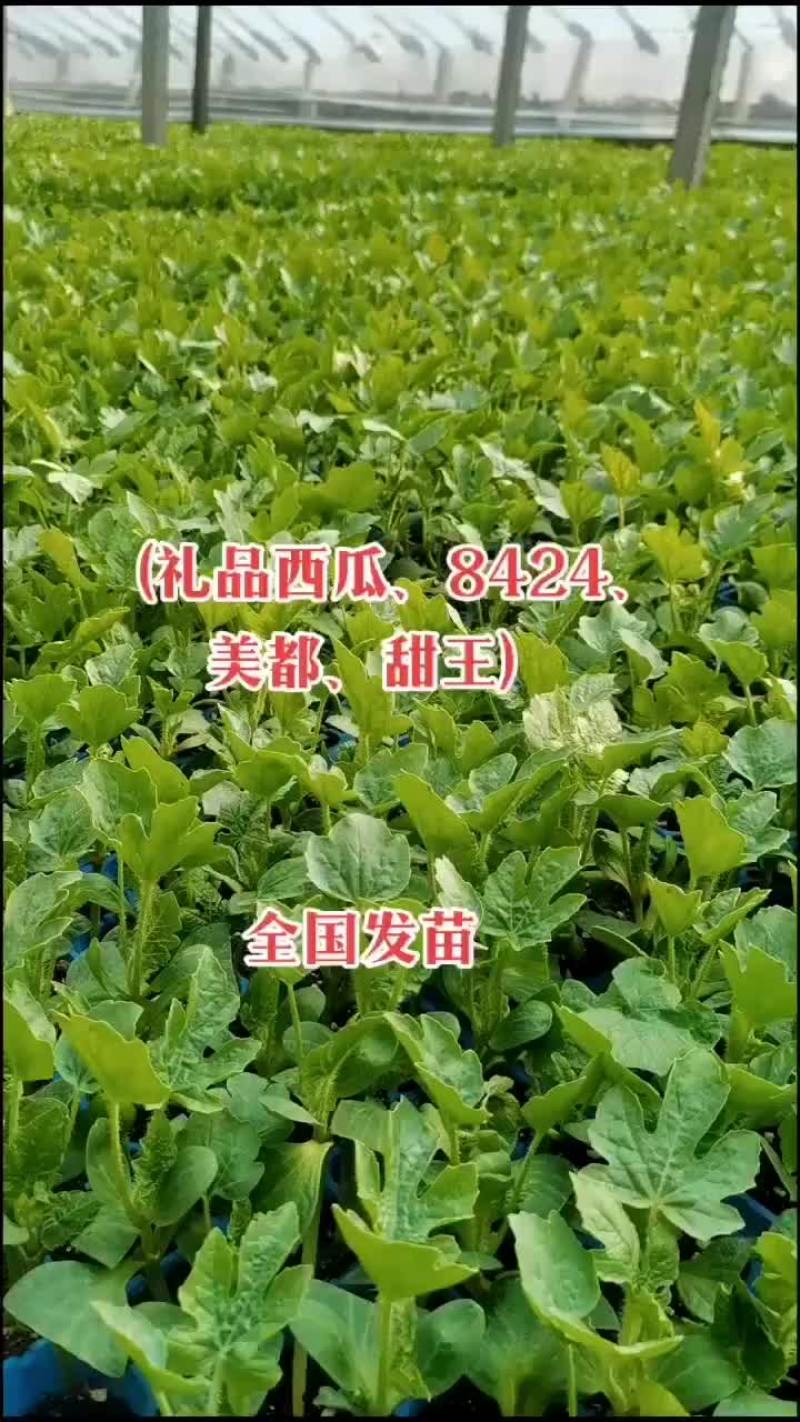 8424西瓜苗，嫁接苗，量大从优，育苗基地直发