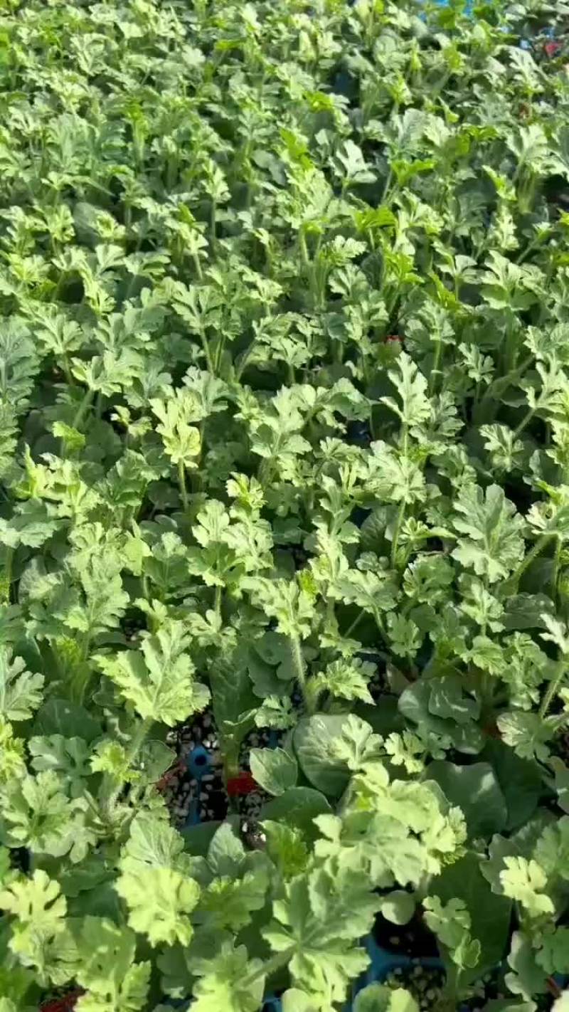 8424西瓜苗，嫁接苗，量大从优，育苗基地直发