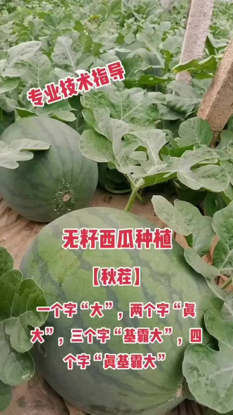 8424西瓜苗，嫁接苗，量大从优，育苗基地直发