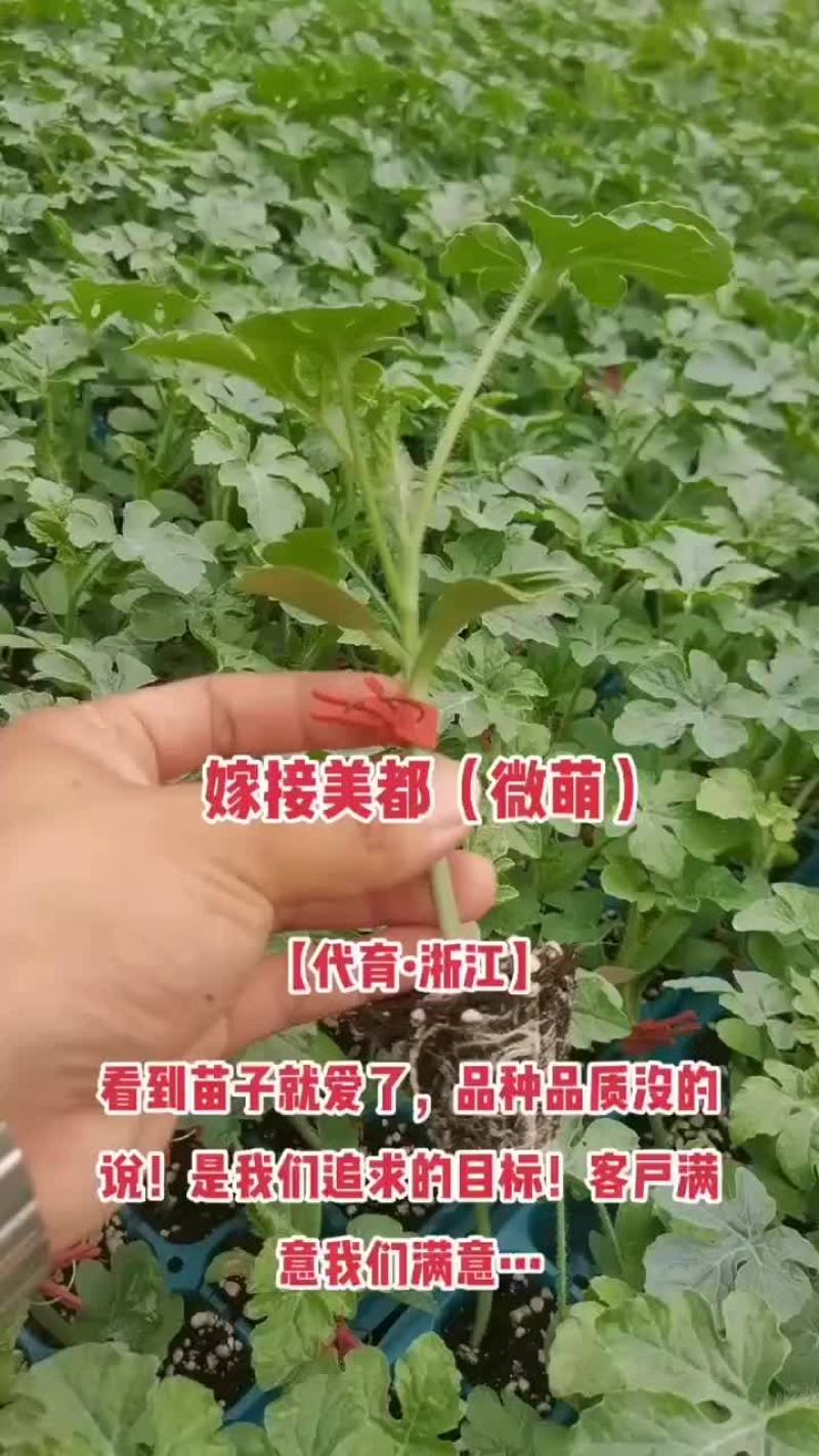 8424西瓜苗，嫁接苗，量大从优，育苗基地直发