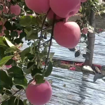 陕西黄土高坡水晶红富士，个大色好，口感脆甜，含糖量高。