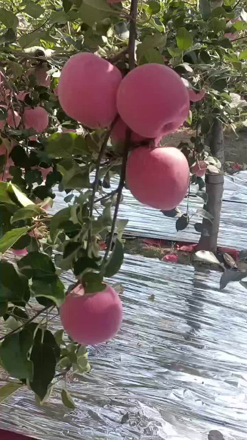 陕西黄土高坡水晶红富士，个大色好，口感脆甜，含糖量高。