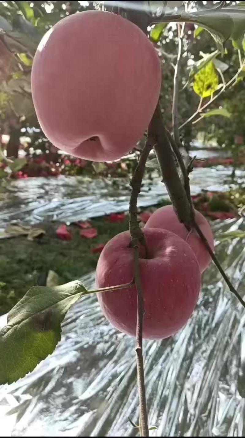 陕西黄土高坡水晶红富士，个大色好，口感脆甜，含糖量高。