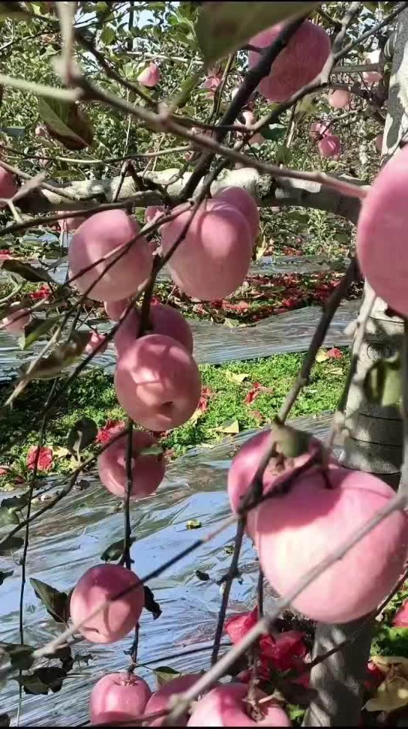 陕西黄土高坡水晶红富士，个大色好，口感脆甜，含糖量高。