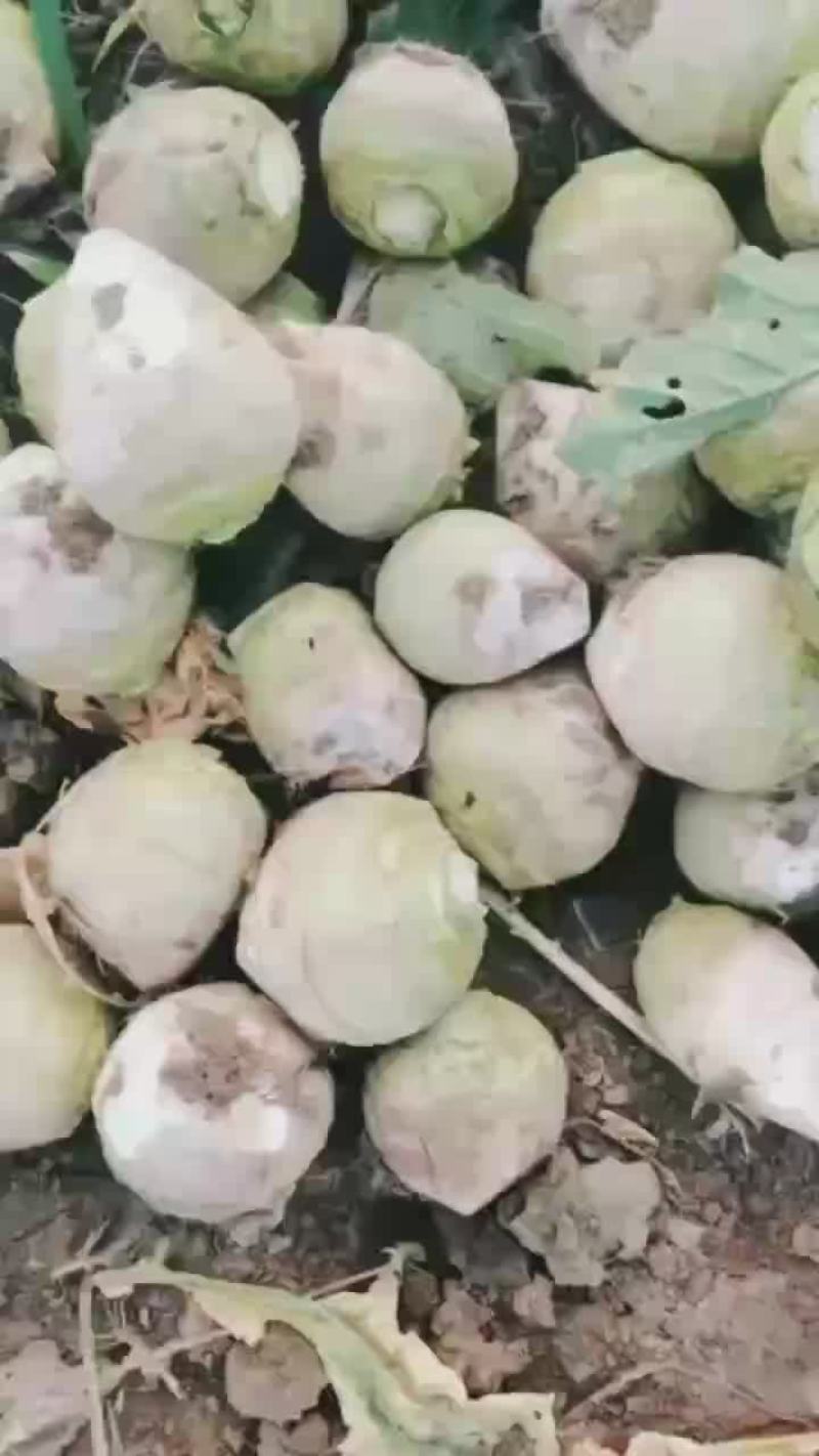 芥菜头（光头芥）