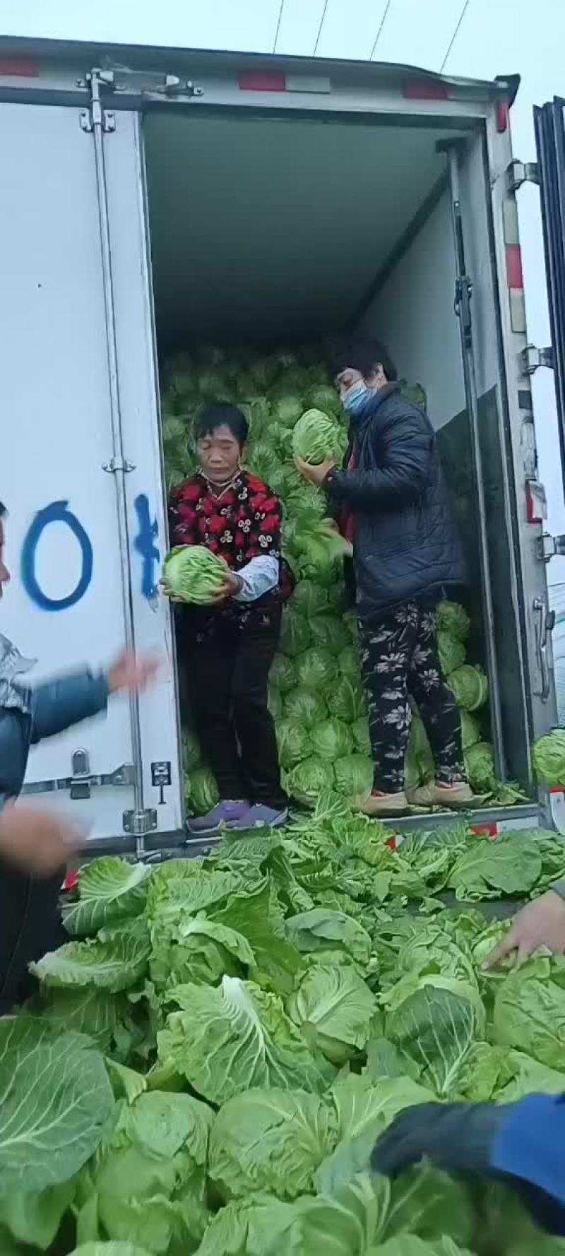 中甘21甘蓝大棚货颜色绿宣菜供货时间长