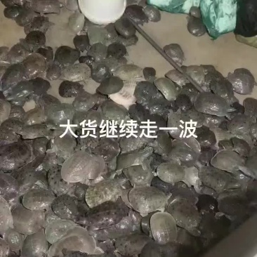 甲鱼
