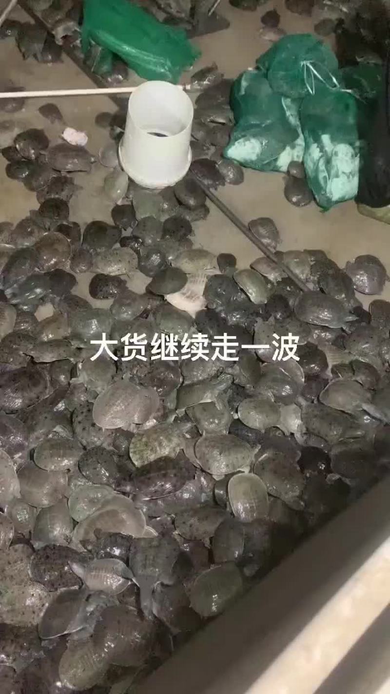 甲鱼