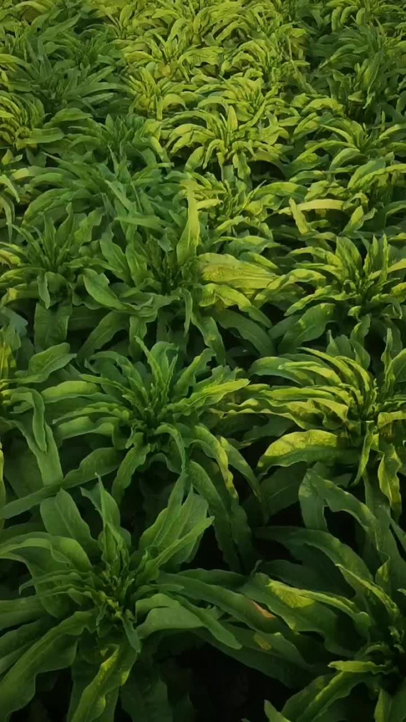 莴笋马上上市了，有需要的联系我