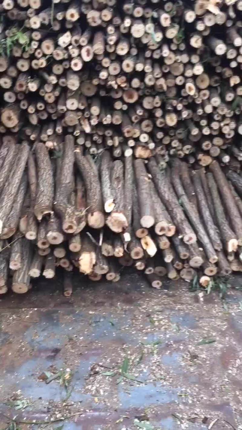 柳树杆子