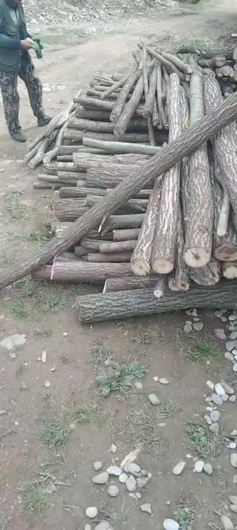 柳树杆子