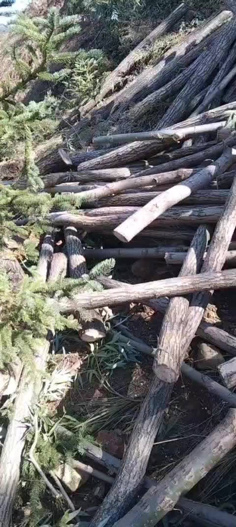 柳树杆子