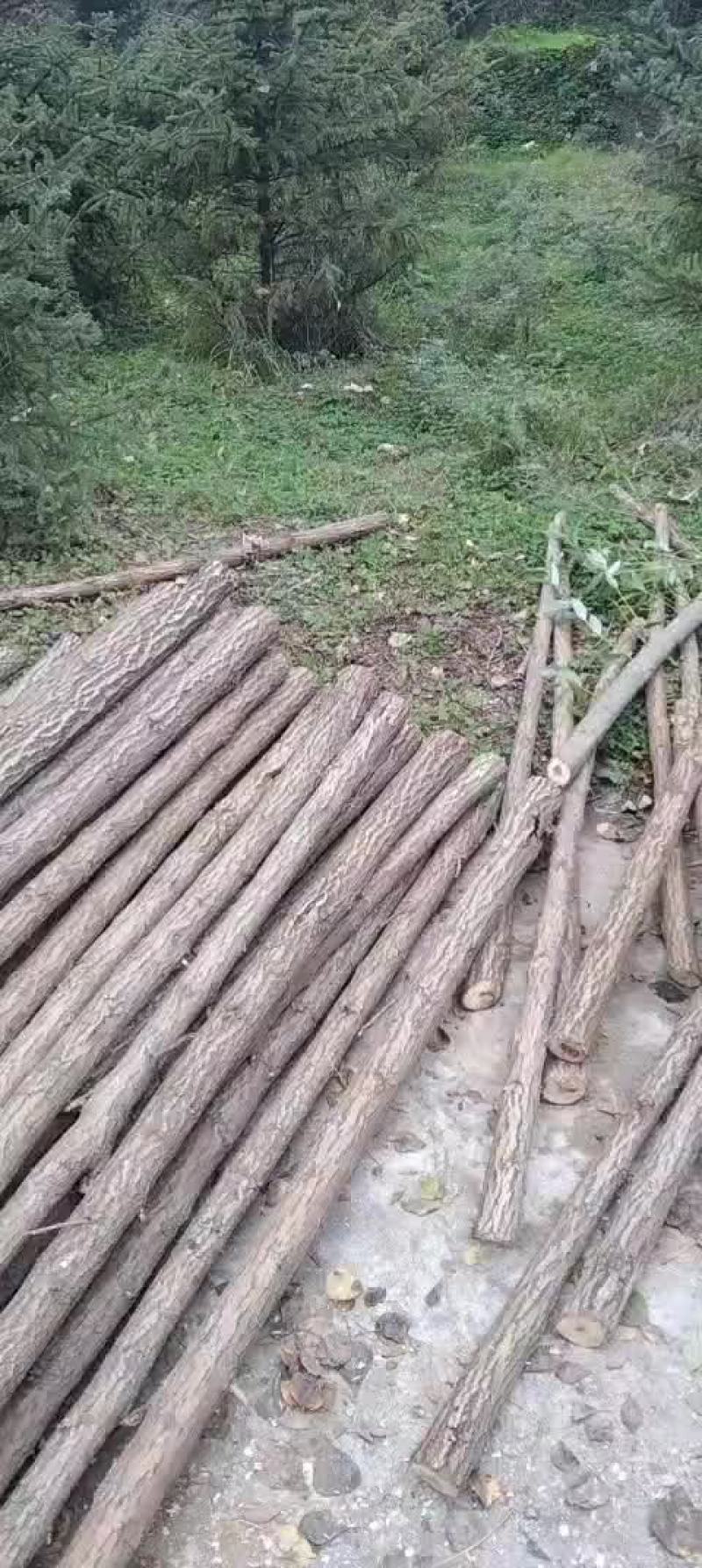 柳树杆子