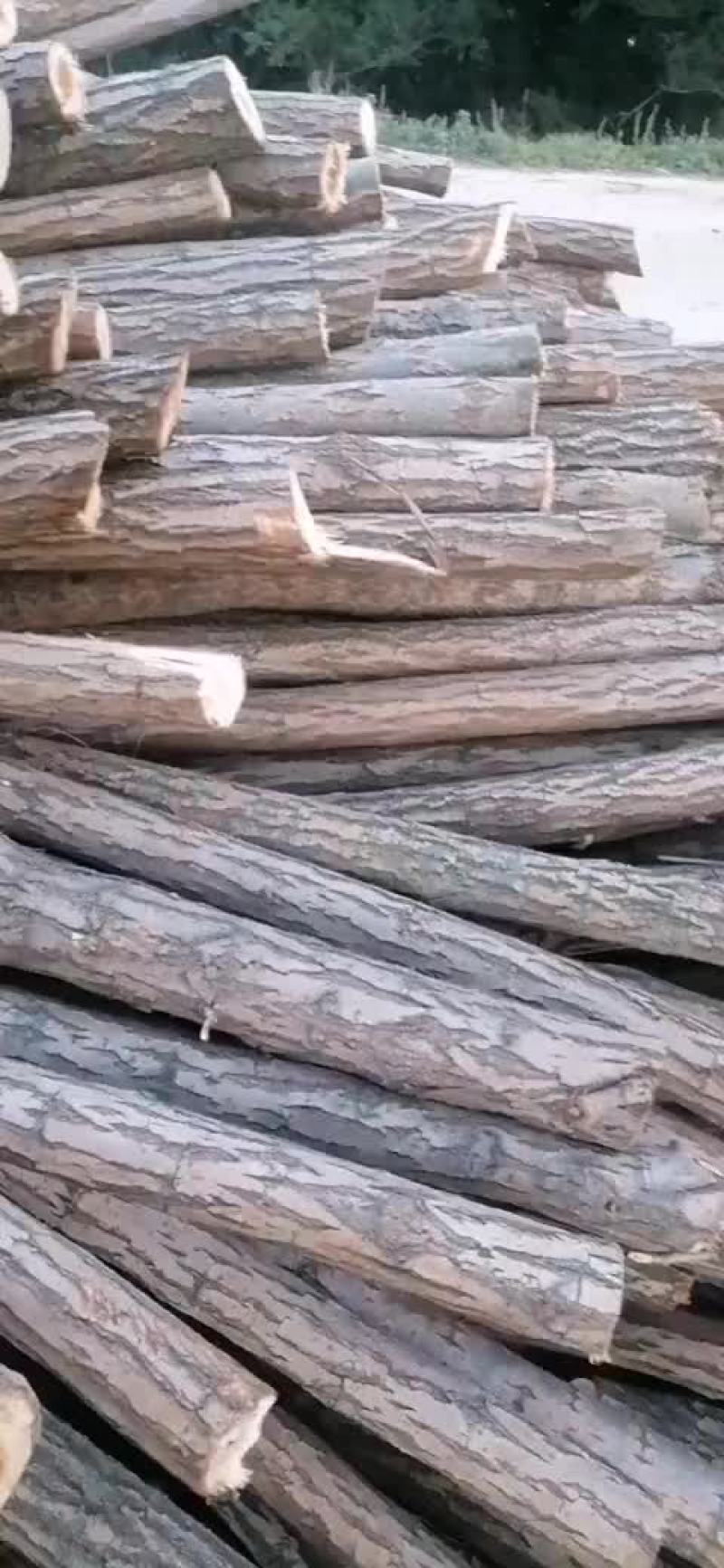 柳树杆子