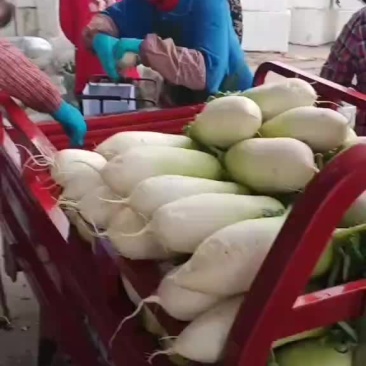 青头萝卜四川彭州直供