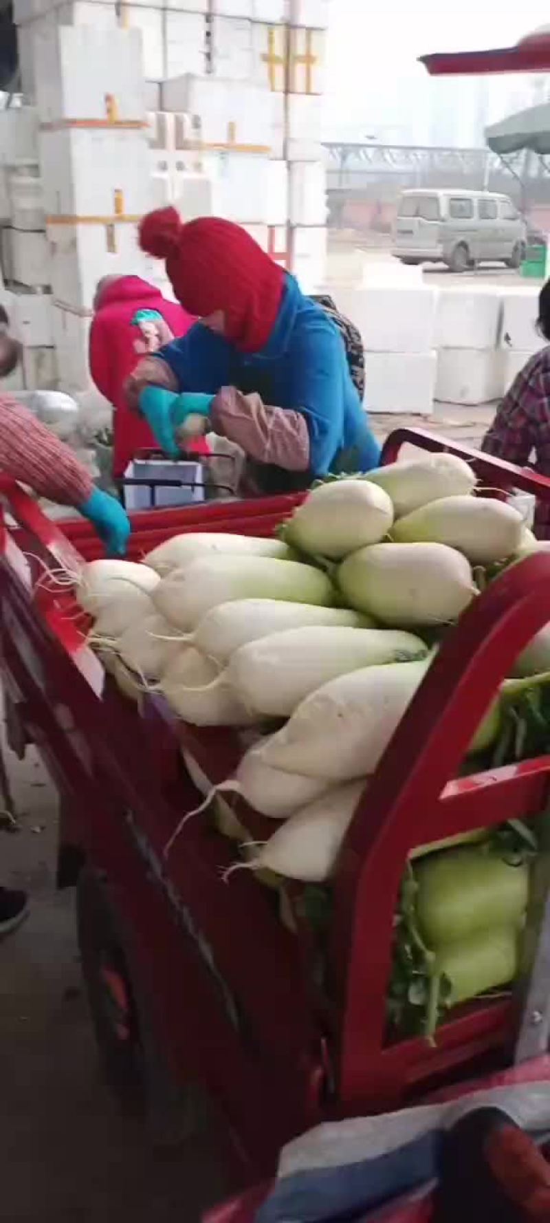 青头萝卜四川彭州直供