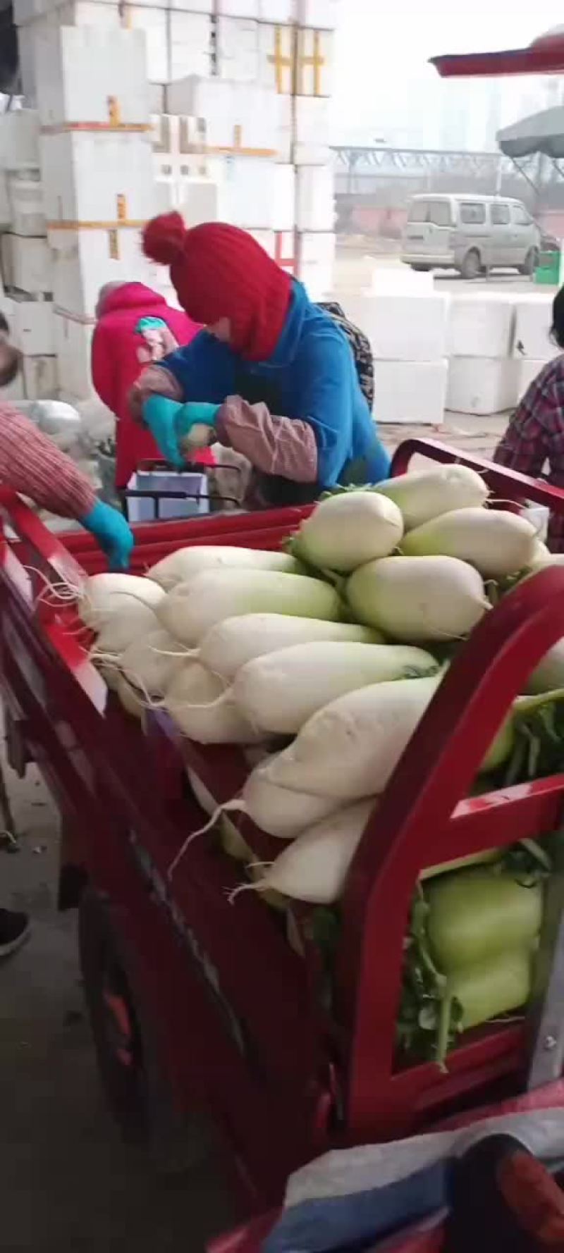 青头萝卜四川彭州直供