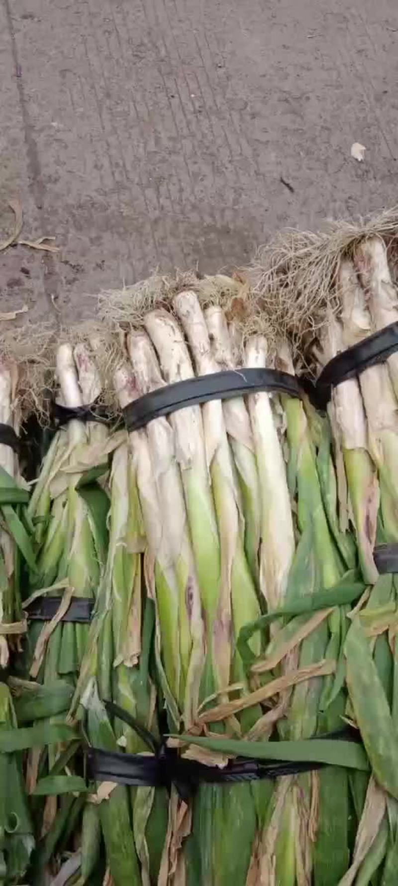 黑龙江绥化当地大葱嘎嘎好