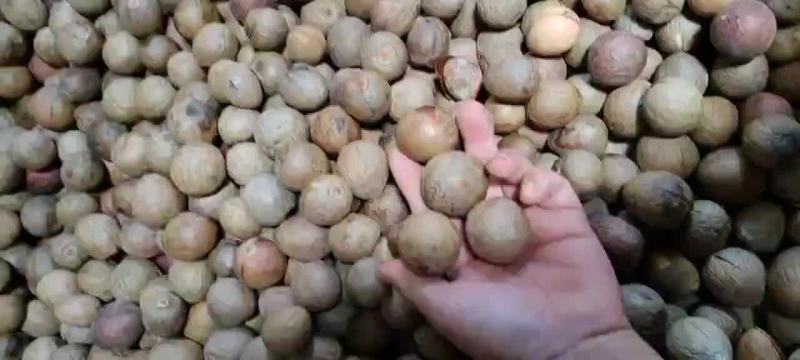 牛油果种子