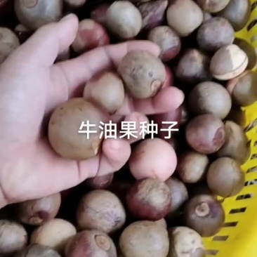 牛油果种子