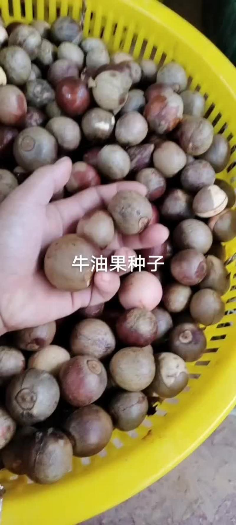 牛油果种子