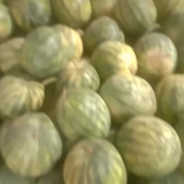甜籽一号打瓜