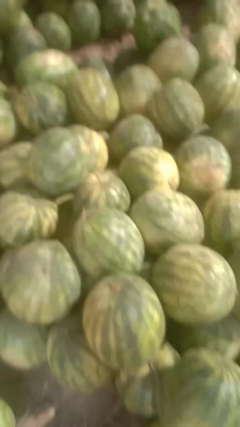 甜籽一号打瓜